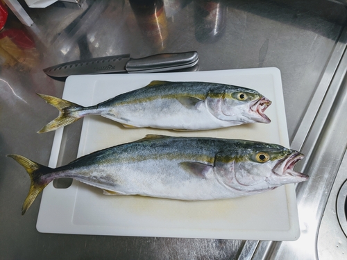 ワカシの釣果