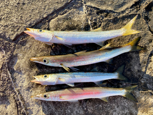 カマスの釣果