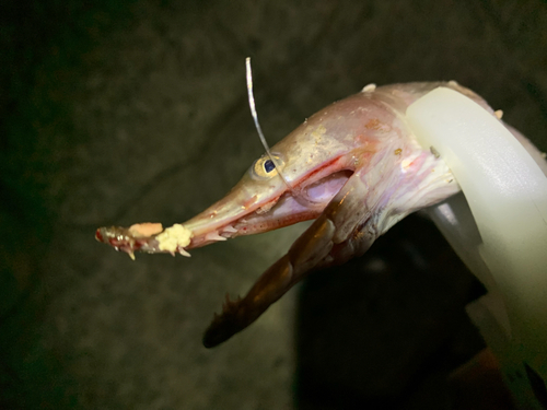 ダイナンウミヘビの釣果