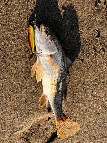 シログチの釣果