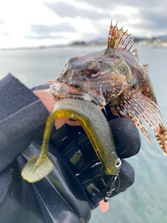 アナハゼの釣果