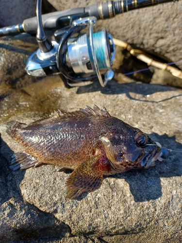 ムラソイの釣果