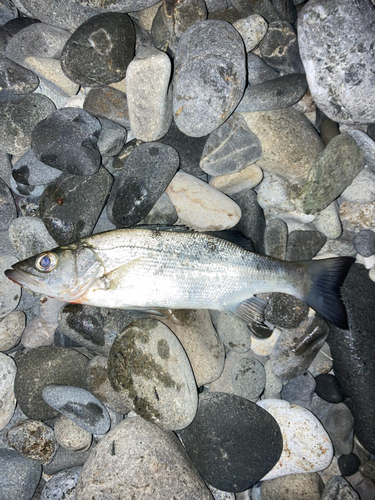 ヒラスズキの釣果