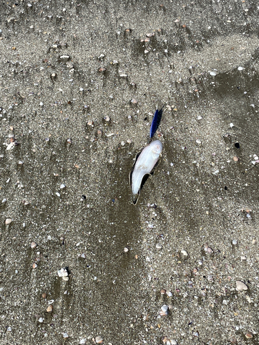 シタビラメの釣果