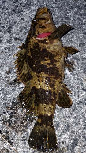 タケノコメバルの釣果