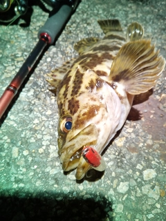 タケノコメバルの釣果