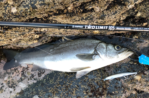 ヒラスズキの釣果