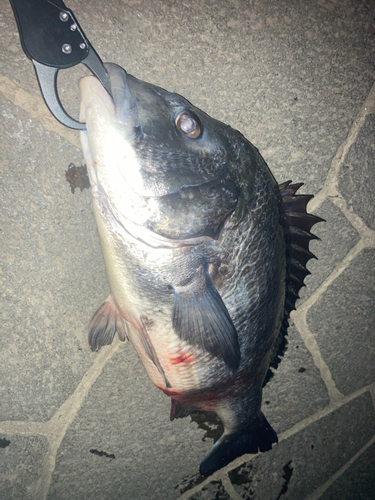 クロダイの釣果