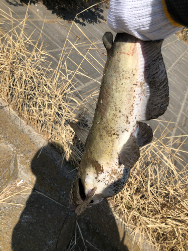 アメリカナマズの釣果