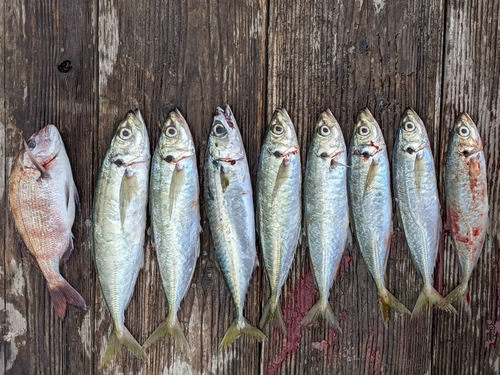 アジの釣果