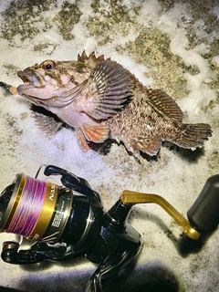 オウゴンムラソイの釣果