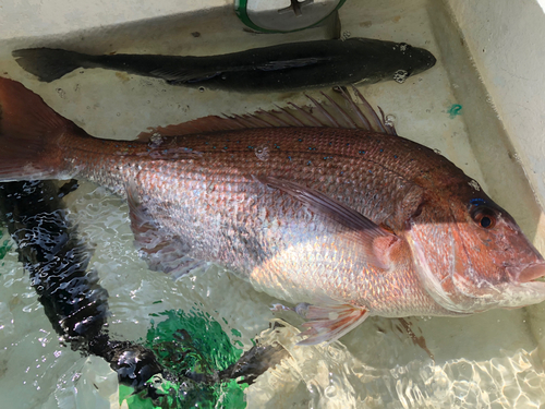 マダイの釣果