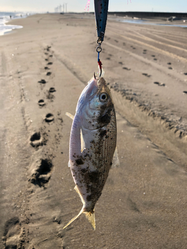 コノシロの釣果