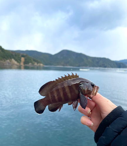 ヤミハタの釣果