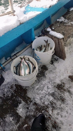 ニシンの釣果