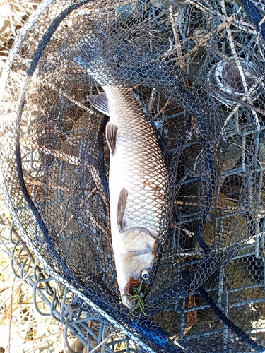 ニゴイの釣果