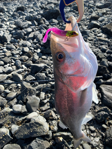 セイゴ（タイリクスズキ）の釣果