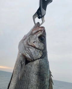 ヒラスズキの釣果