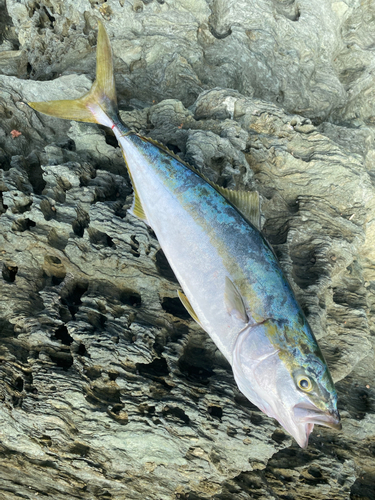 ヤズの釣果