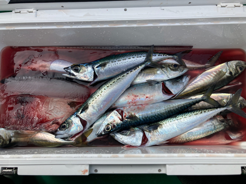 マサバの釣果