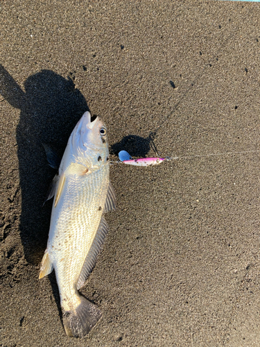 シログチの釣果