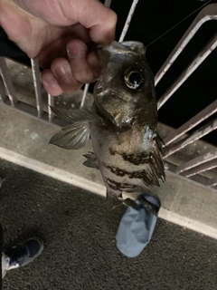 シロメバルの釣果
