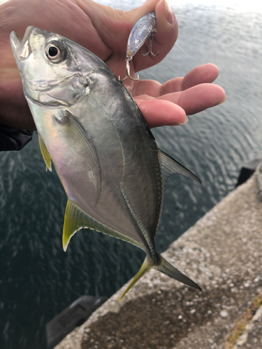 オニヒラアジの釣果