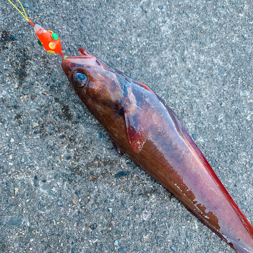 ドンコの釣果