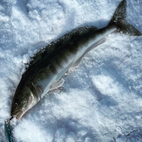 ホッケの釣果