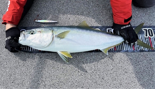 ヤズの釣果