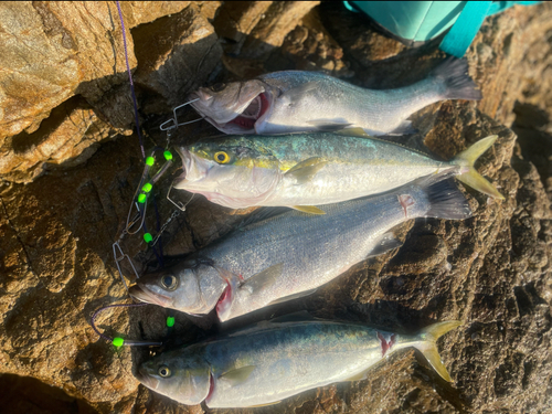 フッコ（ヒラスズキ）の釣果