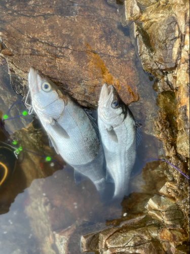 フッコ（ヒラスズキ）の釣果