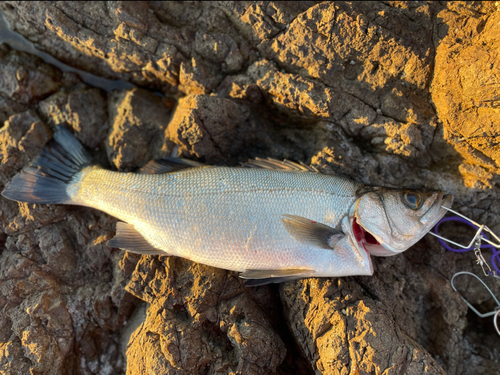 フッコ（ヒラスズキ）の釣果