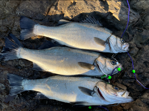 フッコ（ヒラスズキ）の釣果