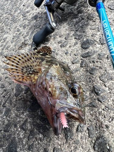 カサゴの釣果