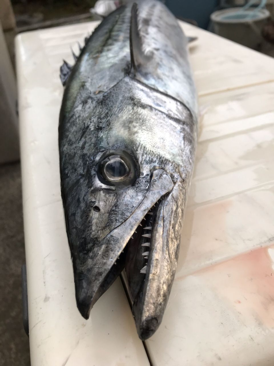 芊芊さんの釣果 2枚目の画像