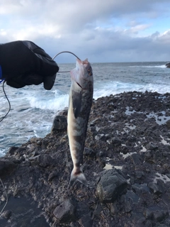 ホッケの釣果