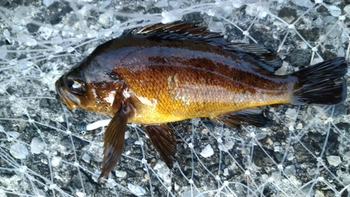 アカメバルの釣果