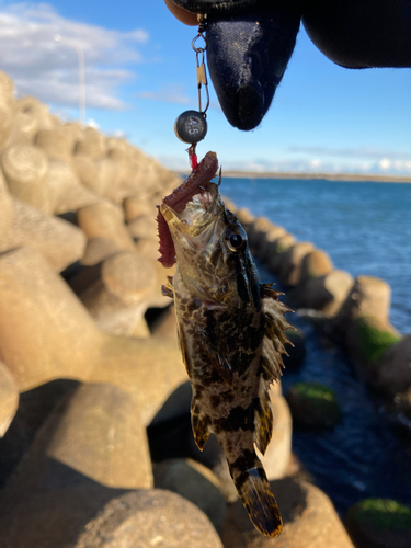 タケノコメバルの釣果