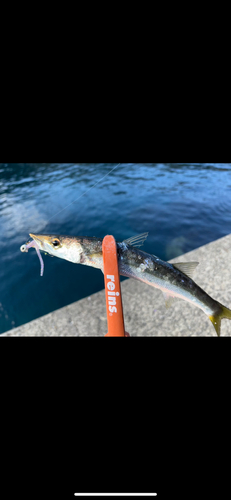 カマスの釣果