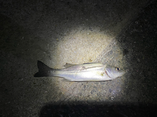 セイゴ（マルスズキ）の釣果