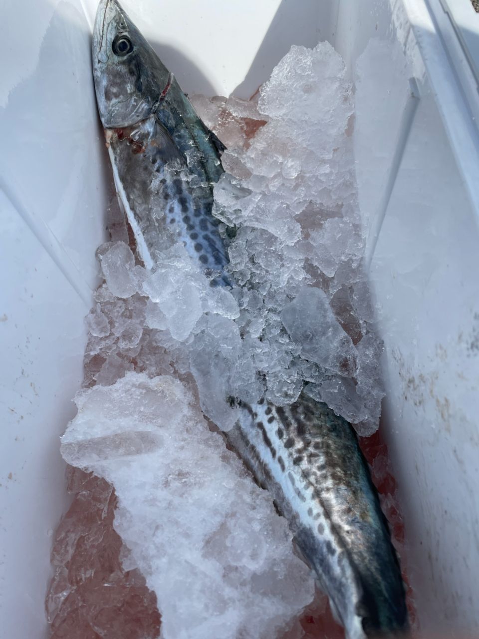 あろわな‪🎣‬さんの釣果 1枚目の画像