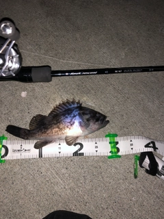 ソイの釣果