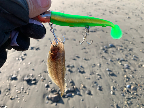 シタビラメの釣果