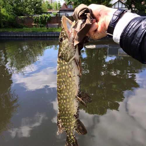 ノーザンパイクの釣果