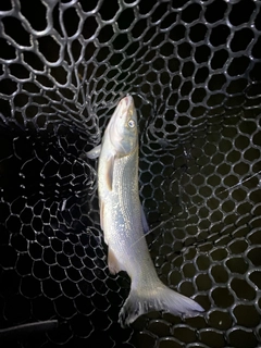 マルタウグイの釣果