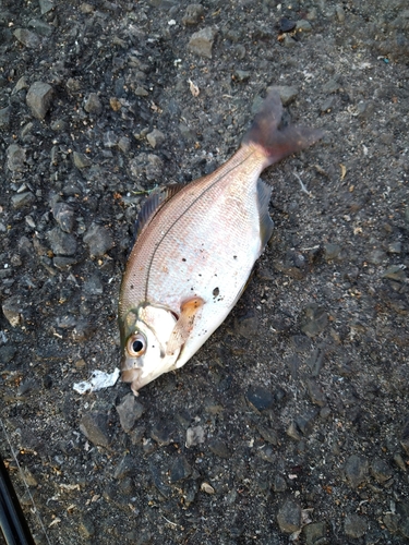 ウミタナゴの釣果