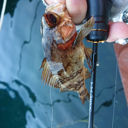 メバルの釣果