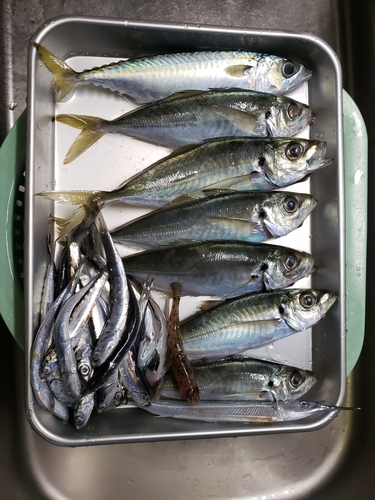 マアジの釣果