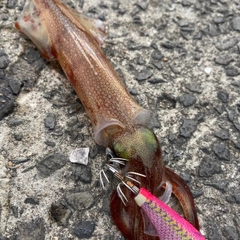 ヤリイカの釣果